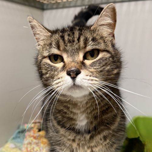 Sally - Domestic Short Hair Cat