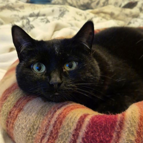 Mitzy Quinnell - Domestic Short Hair Cat