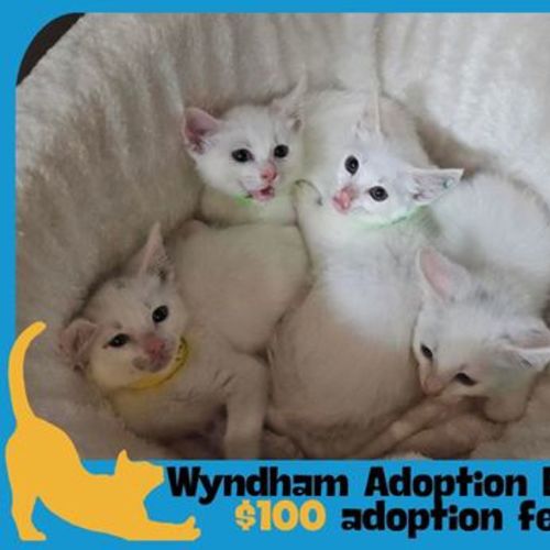 Casper - Domestic Short Hair Cat