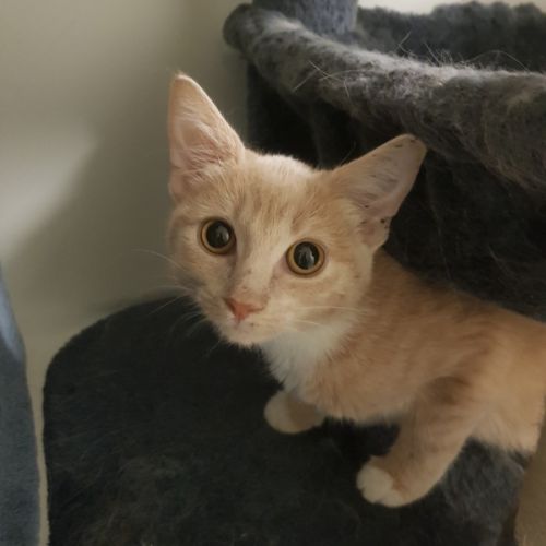Ruby - Domestic Short Hair (DSH) Cat