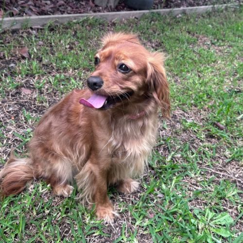 Bella - Cavalier King Charles Spaniel x Poodle Dog