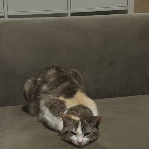 Millie - Domestic Long Hair (DLH) Cat
