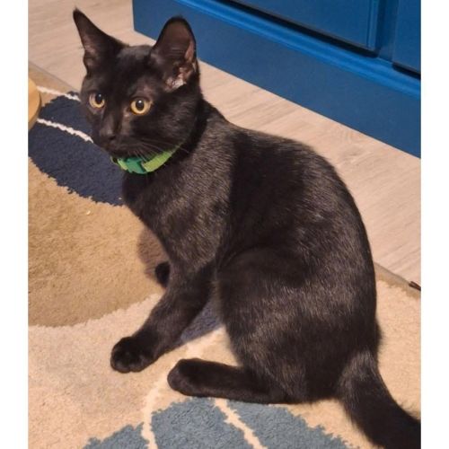 12738 - Cappuccino  - Domestic Short Hair (DSH) Cat