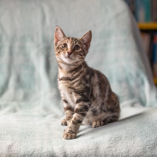 Cheese - Domestic Short Hair (DSH) Cat
