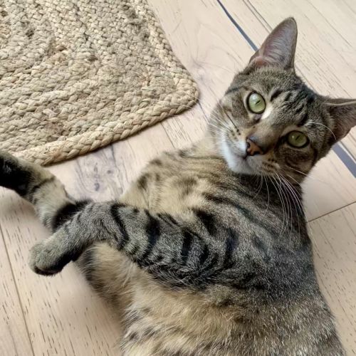 Gelato - Domestic Short Hair (DSH) Cat