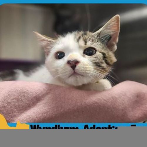 Baby - Domestic Short Hair Cat