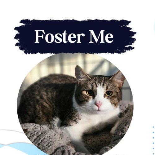 Jesse - Domestic Short Hair (DSH) Cat