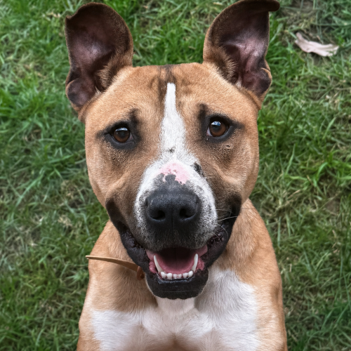 Sammi - American Staffy Mix Dog
