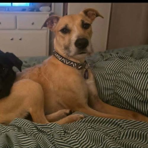 Tink - Staghound Dog