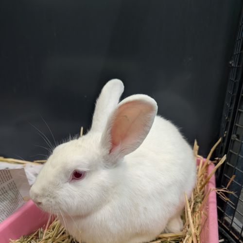 Blossom (bonded To Petal) - New Zealand Rabbit