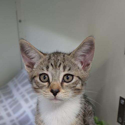 Hopper - Domestic Short Hair Cat