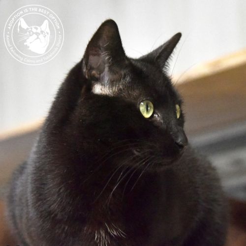 Pickle - Domestic Short Hair (DSH) Cat