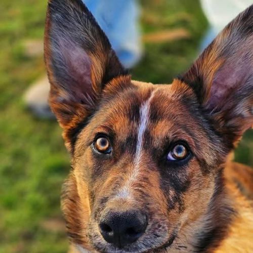 Theo - German Shepherd Dog x Border Collie Dog