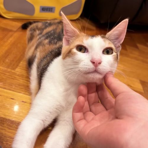 Pippa - Domestic Short Hair (DSH) Cat