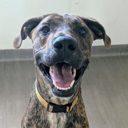 Spruce - Bull Arab x Great Dane Dog