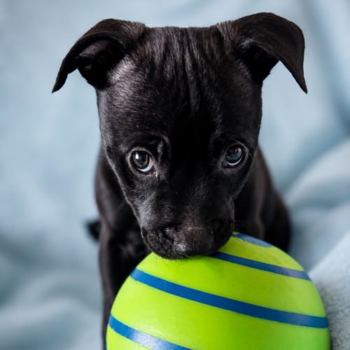 Tonka - Staffordshire Bull Terrier Dog