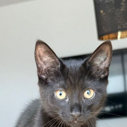 Alonso - Domestic Short Hair (DSH) Cat