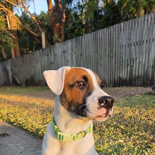 Asher - Bull Arab Dog