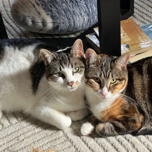 Wukong and Meiv - Domestic Short Hair (DSH) Cat