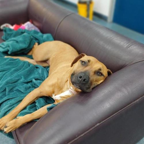 Honey - American Staffordshire Terrier Dog