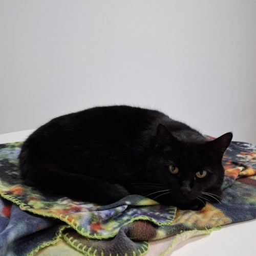 Mr Pickles - Domestic Short Hair (DSH) Cat