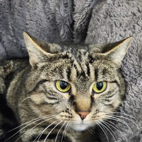 🍁 Kaida 7127 🍁 - Domestic Short Hair (DSH) Cat