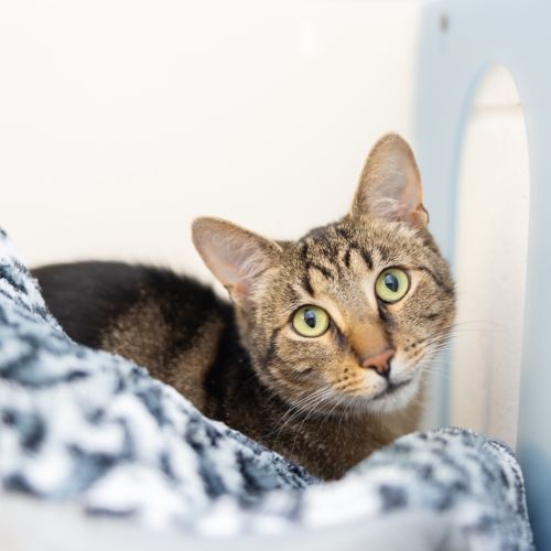 Bali - Domestic Short Hair Cat