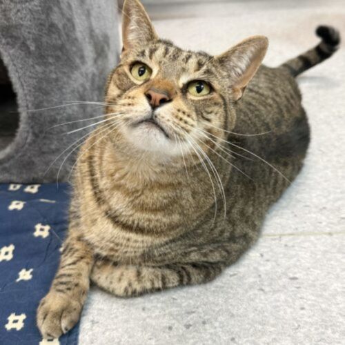 Leo - Domestic Short Hair (DSH) Cat