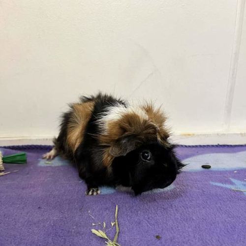 Piccolo - Smooth Hair Guinea Pig