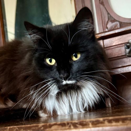 Monika - Domestic Medium Hair (DMH) Cat