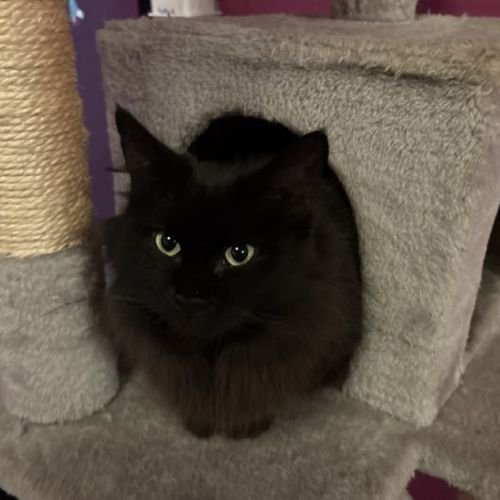 Blair - Domestic Medium Hair (DMH) Cat