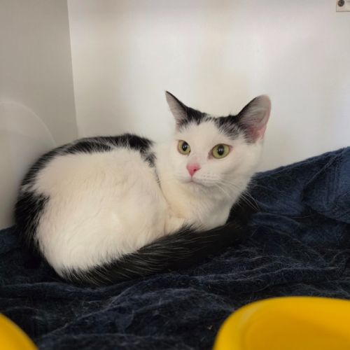 Jerry - Domestic Short Hair (DSH) Cat