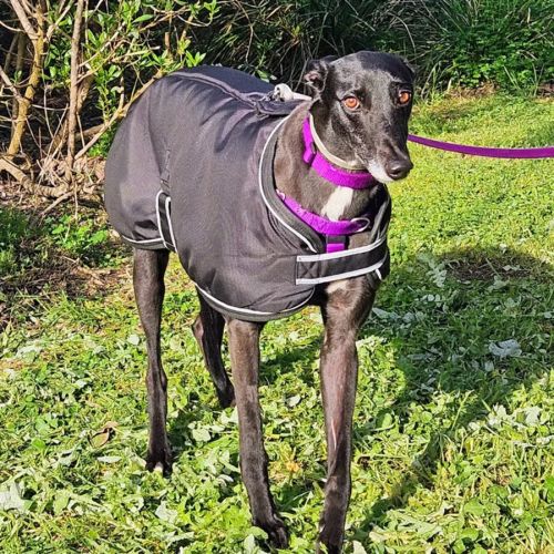 Sassy - Greyhound Dog