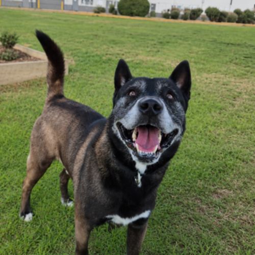 Steven (69128) - Akita Dog