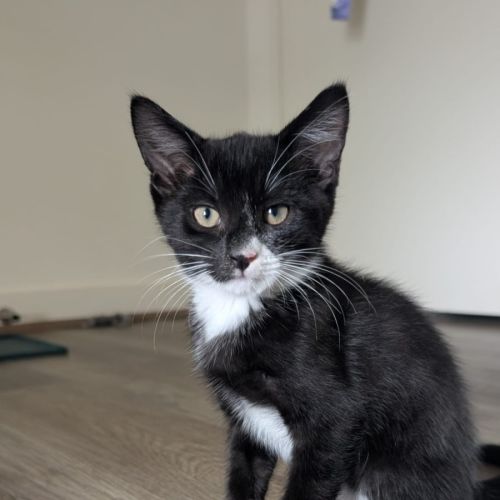 Zulu - Domestic Short Hair (DSH) Cat