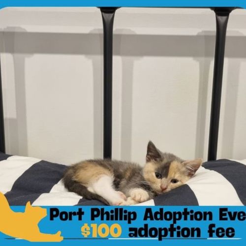 Fleur - Domestic Short Hair Cat