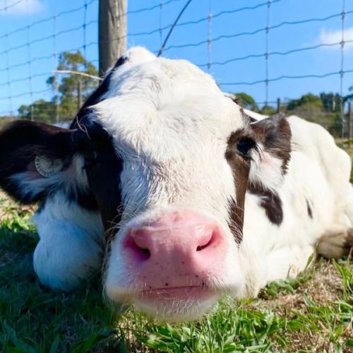 Ainsley and Ridley -  Cow