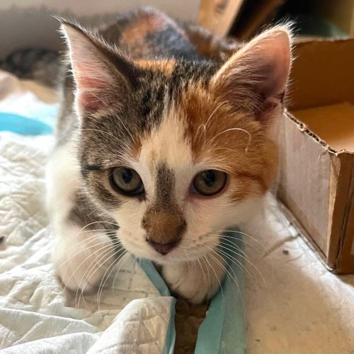 Gizmo - Domestic Short Hair (DSH) Cat