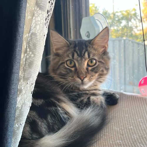 Heket - Domestic Medium Hair (DMH) Cat