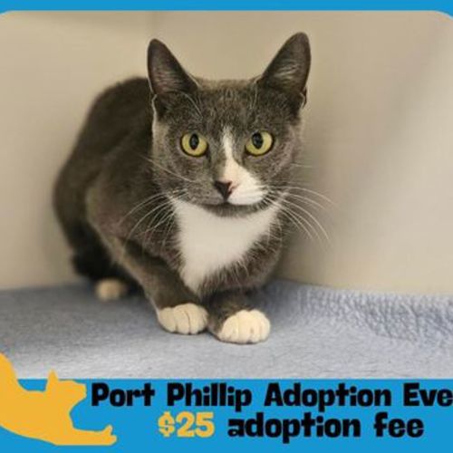 Sweetheart - Domestic Short Hair Cat