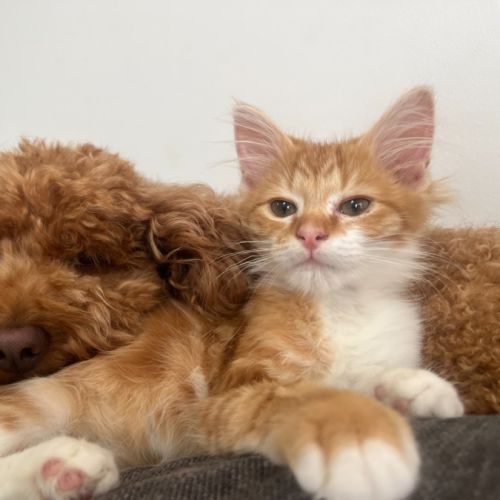 Ginger Snap - Domestic Medium Hair (DMH) Cat