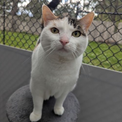 Piccolo 🪈 - Domestic Short Hair (DSH) Cat