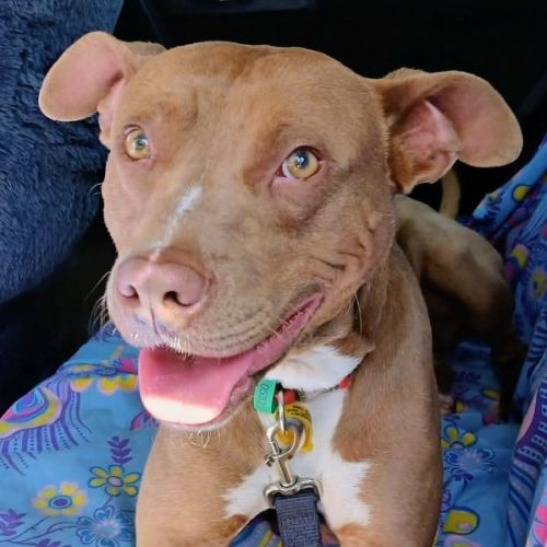 Rex - American Staffordshire Terrier Dog