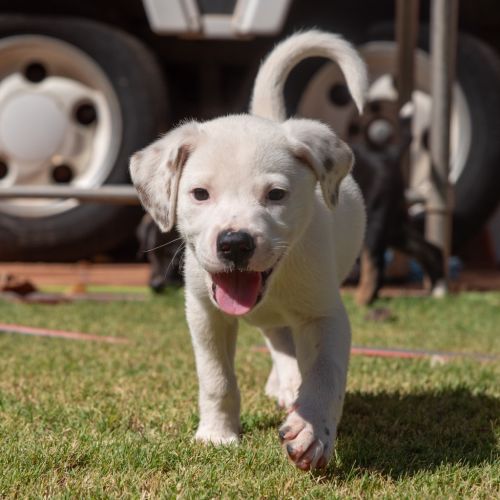 Dream - Mixed breed Dog