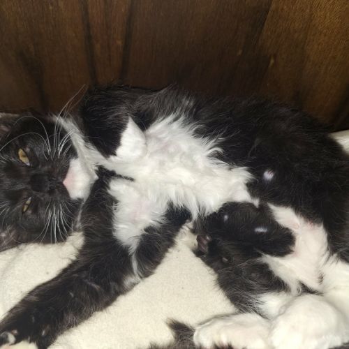 Jewel - Domestic Short Hair (DSH) Cat