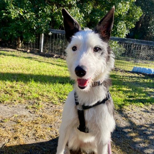 Pixie - Staghound Dog