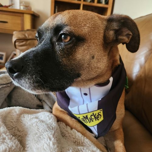 Harry - Jack Russell Terrier Dog