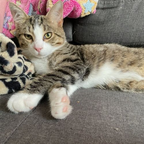 Tobi - Domestic Short Hair (DSH) Cat