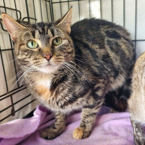 Boa - Domestic Short Hair (DSH) Cat