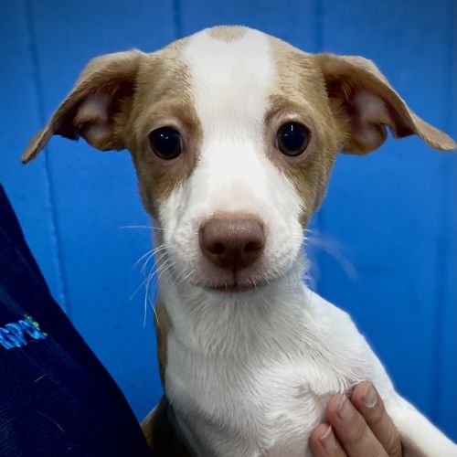 Scamp - Long Hair Chihuahua x Miniature Fox Terrier Dog